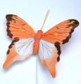 207749 Veren vlinder oranje